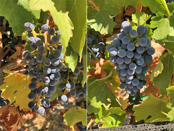 shade-cloth-uv-protection-grapes