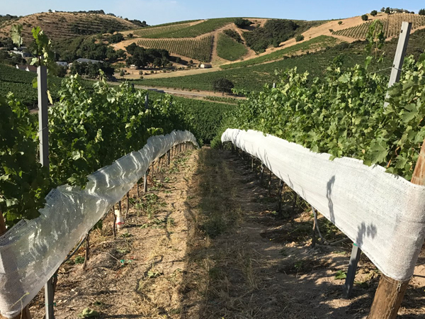 white-shade-cloth-vineyard