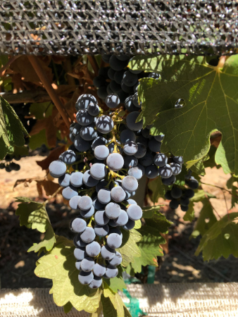 shade-cloth-close-up-grapes