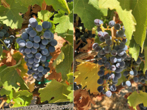 grapes-shade-cloth-vs-grapes without