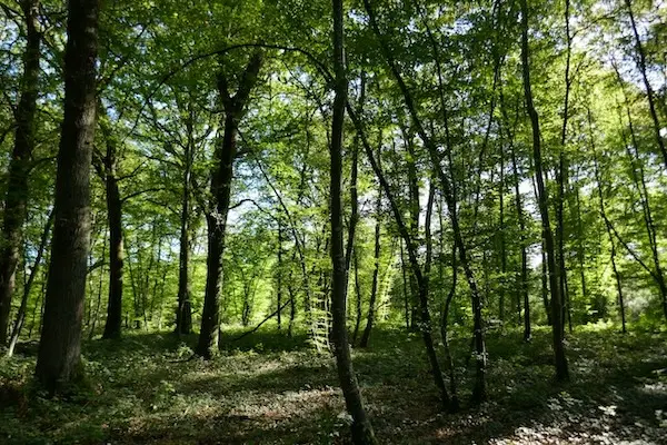 French-oak-wine-barrels-Burgundy-forest