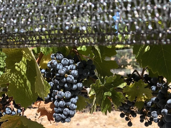 black-shade-cloth-grapes