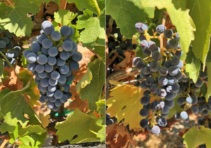 grapes-shade-cloth-vs-grapes without