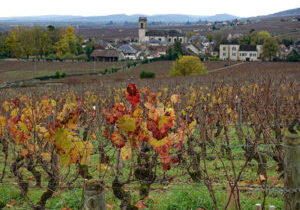 pommard-vineyard-november