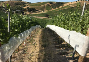 white-shade-cloth-vineyard